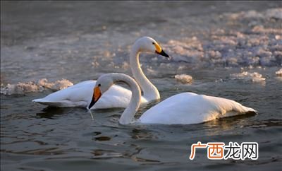 大天鹅是国家几级保护动物,天鹅为什么能飞到将近万米的高空？