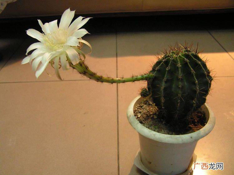 仙人掌什么时间开花,仙人掌多大开花?