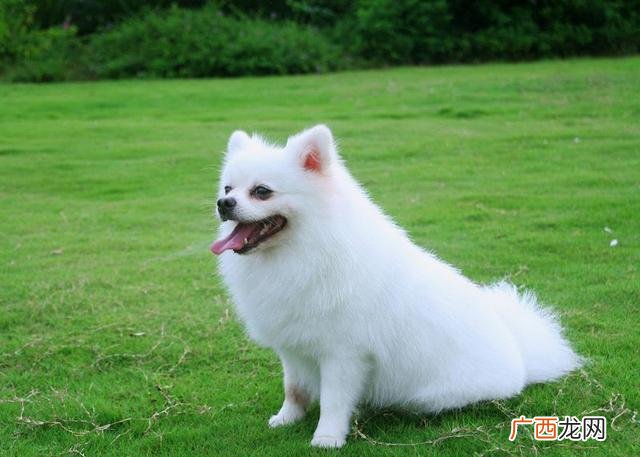 博美犬性格,博美狗聪明吗？