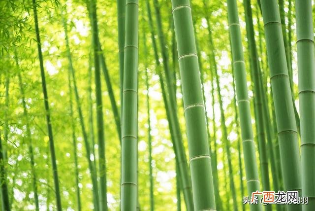 千磨万击还坚劲,任尔东西南北风意思,千磨万击还坚劲，任尔东西南北风是什么意思？