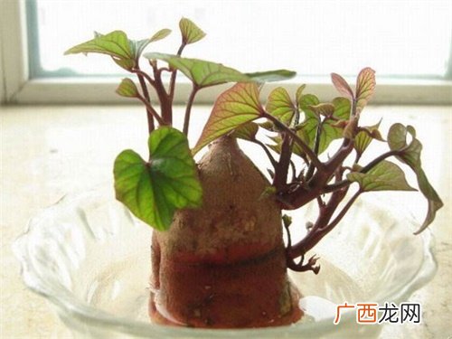 发芽的山芋能吃吗,六鳌蜜薯发芽了还能吃吗?