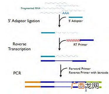 基因表达的意义是什么,基因的转录是什么意思？