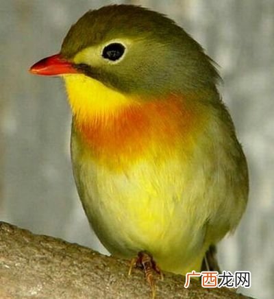 红嘴相思鸟的特点,红嘴的鸟有几种？