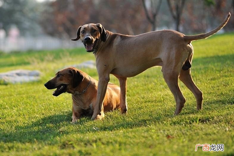 罗德西亚背脊犬,番狗有哪几种品种？