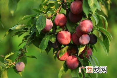 李子几月份成熟采摘,怎么判断李子的采收期？