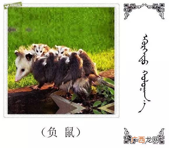 为什么疯狂动物城里只有哺乳动物,疯狂动物城旧版剧情？