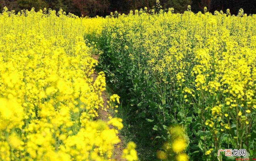 婺源油菜花几月份开花