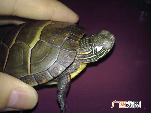 乌龟白眼病怎么治,家养乌龟得了白眼病,一直不好怎么办?