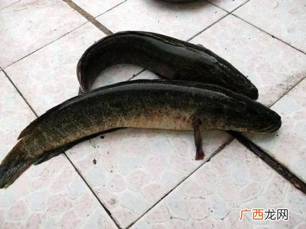 黑鱼怎么钓法,养殖的黑鱼怎么钓?