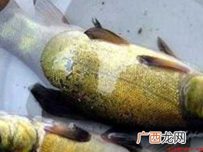 丁桂鱼怎样去除鱼鳞