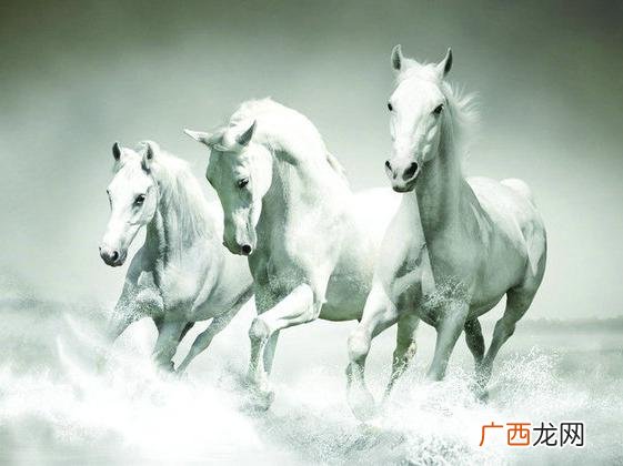 白驹是什么意思,鸣凤在树白驹食场是什么意思？