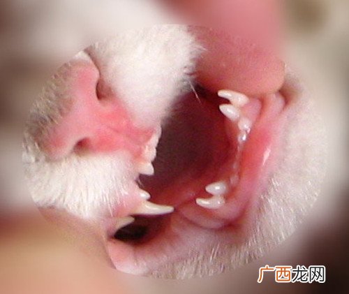 猫怎么换牙,猫的牙齿多少年就会掉了？