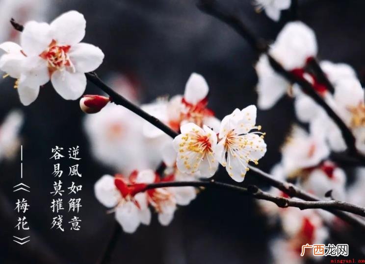 容易莫摧残的上一句是什么