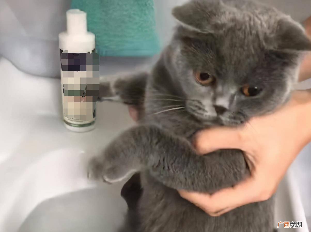猫最害怕什么,让猫害怕的动作？