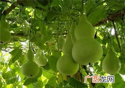 葫芦籽怎么吃,葫芦籽怎么吃法？