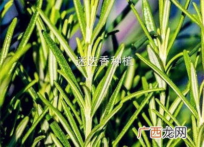 迷迭香怎么种植,迷迭香的种植前景与价值？