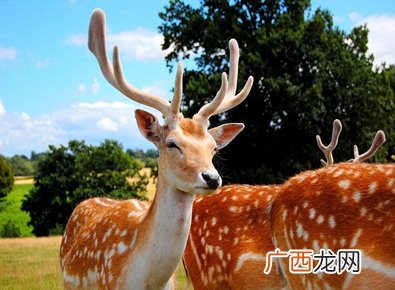 梅花鹿该怎么养殖,鹿的养殖要考虑的条件？
