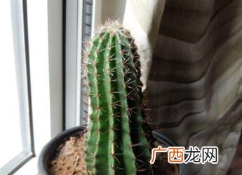 仙人球的养殖方法是什么,仙人球奇仙玉养殖方法？