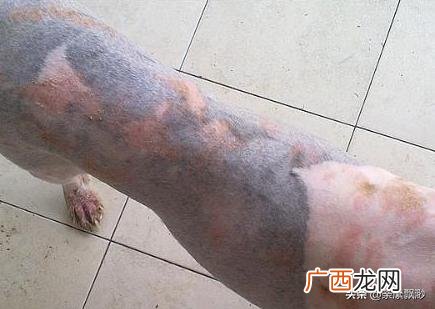 狗狗得了螨虫怎么办,狗狗得了螨虫怎么办？