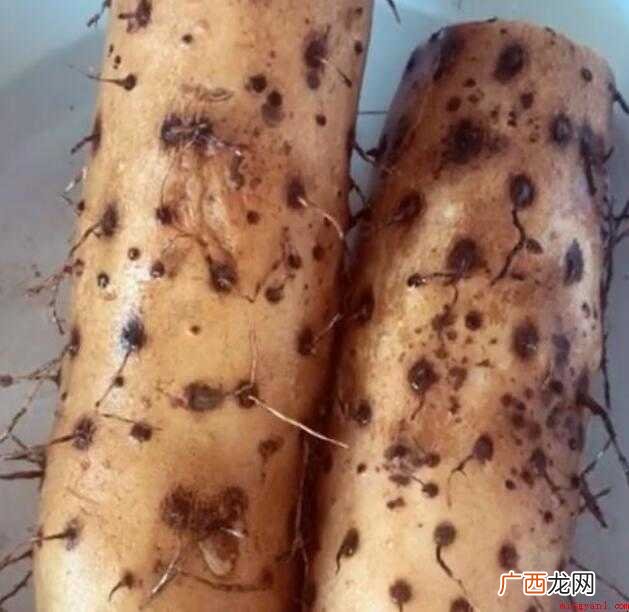 蓝莓山药的简单做法是什么