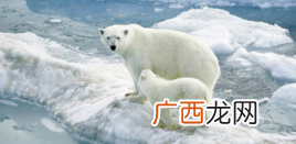 北极熊喜欢吃什么东西,北极熊主要吃什么食物？