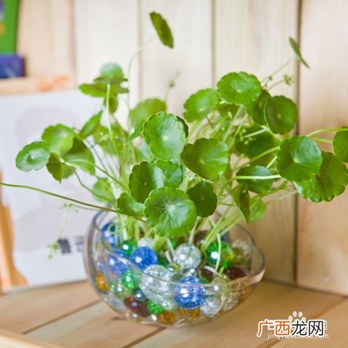 水培植物怎么养,刚买的水培植物怎么养?