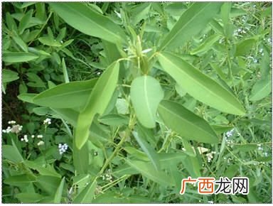 跳舞草是什么是毒品吗,喜爱音乐的植物和动物是什么？