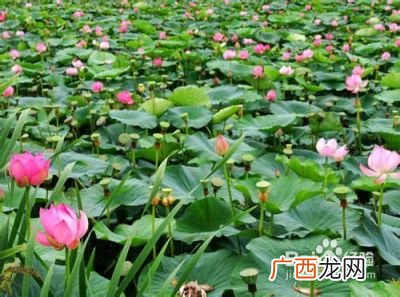 植物的分类标准,植物分类的依据是植物的什么特征？