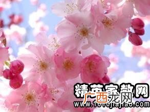 花儿红得怎么样写句子,校园里开满了白的红的黄的等五颜六色的花修改病句？