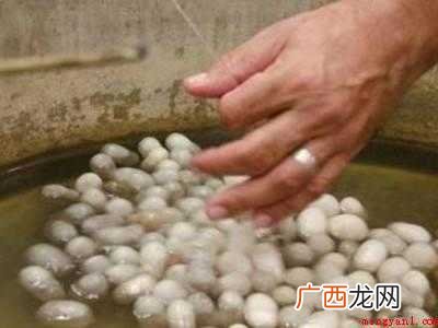 煮蚕茧怎么煮