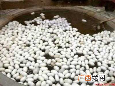 煮蚕茧怎么煮