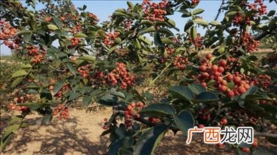 花椒树的修剪技术,花椒树修剪技术全过程？
