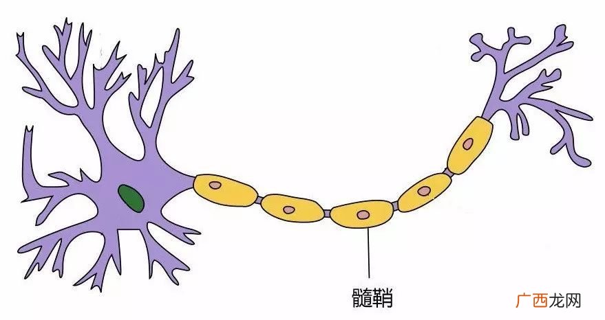 神经元细胞是什么,一个神经元有多少个细胞体？
