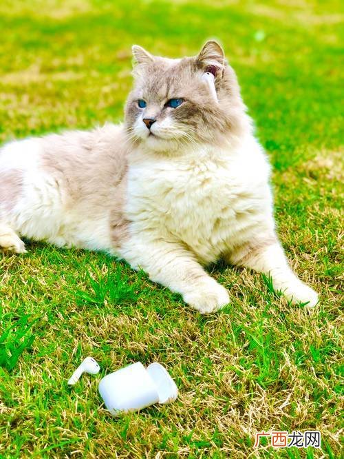 猫咪性格特点是什么,老舍的猫是什么写作特点？