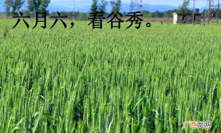 六月六看谷秀什么意思
