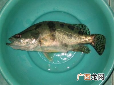 冷水黄金桂鱼是桂鱼吗,冷水黄金桂刺多吗？