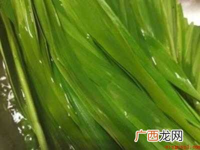新鲜芦苇叶怎么处理才能包粽子