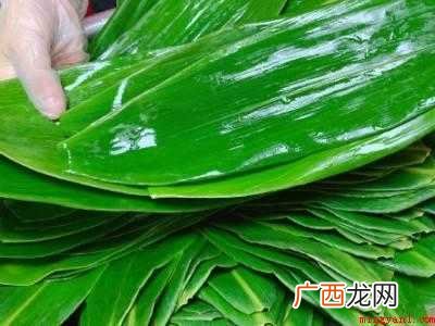 新鲜芦苇叶怎么处理才能包粽子