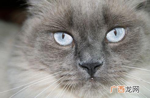 用比喻句写小猫的眼睛像什么,小猫的比喻句？