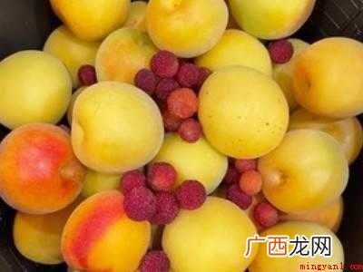 观赏梅花结的果子怎么吃