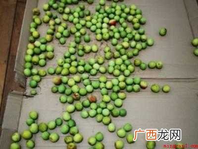 观赏梅花结的果子怎么吃