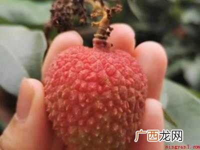 夏天荔枝如何保存