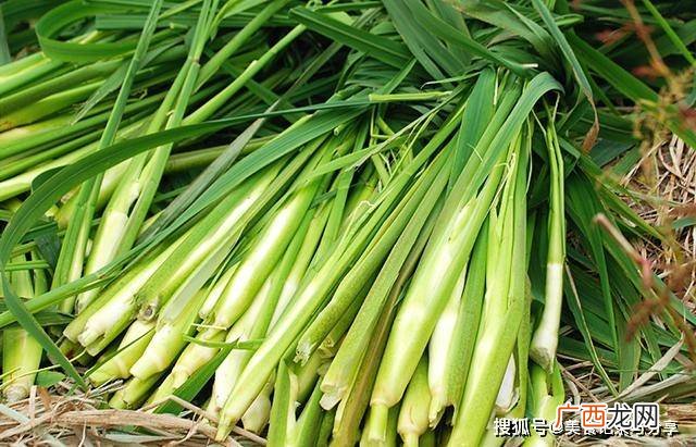 包粽子的叶子叫什么若叶,粽叶和麻叶的区别？