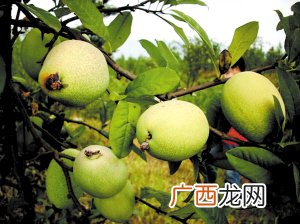 皱皮木瓜怎么吃,皱皮木瓜怎么扦插？