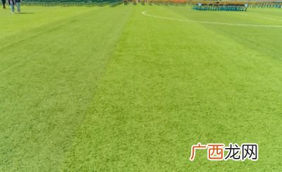 草坪草种类有哪些,公园的草坪的草叫什么名？