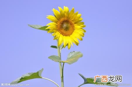 向日葵是几月份开的花,向日葵几月开？
