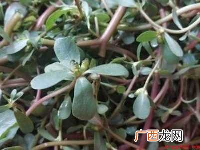 马齿苋的做法