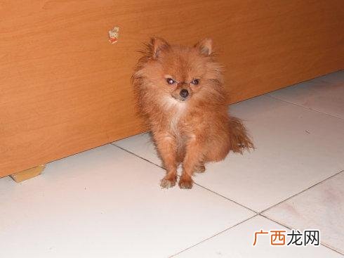 狐狸的狸音节是什么,狐狸\"\"的\"\"狸\"\"是几声？
