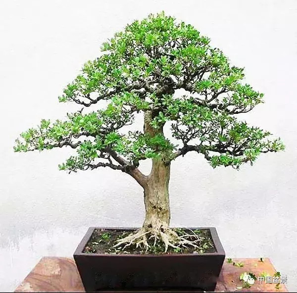 黄杨盆景造型有哪些,黄杨盆景养护方法？
