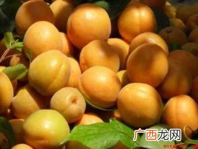 杏催熟最快方法
